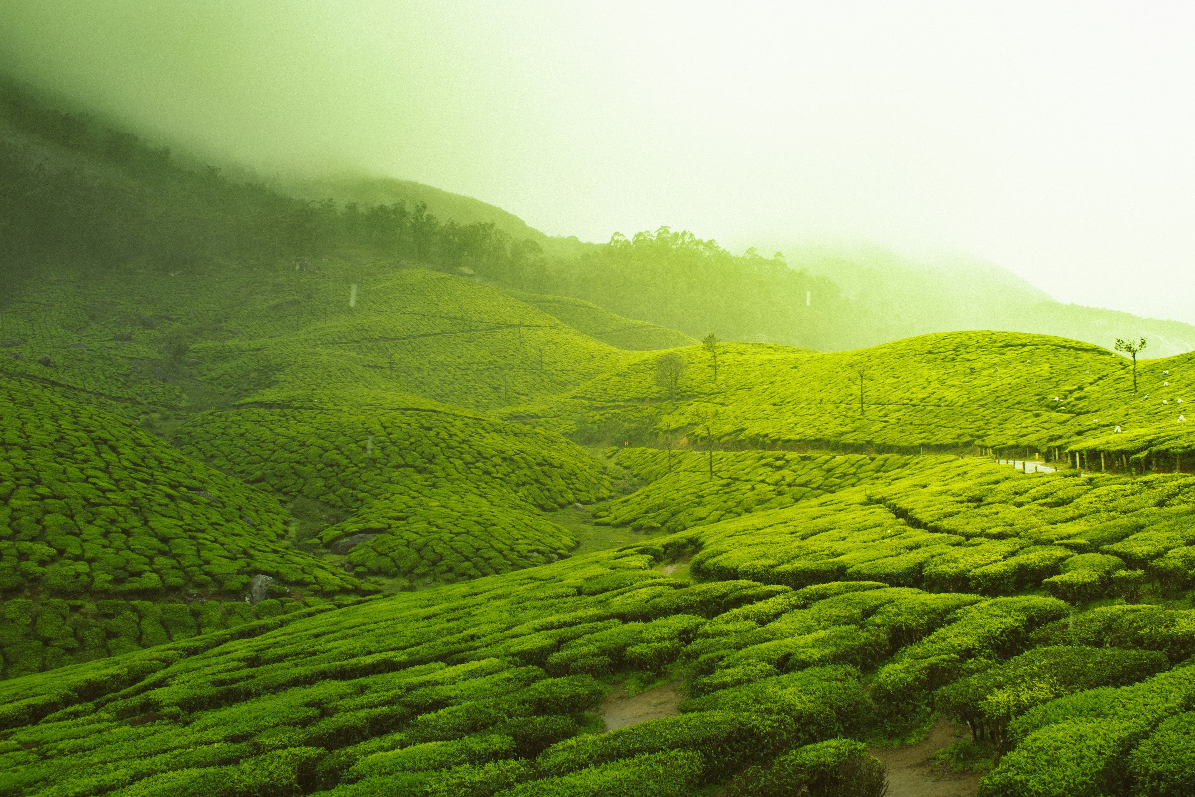 Kerala - God's Own Wonderland - 06 Days